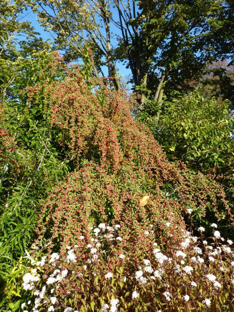Cotoneaster pannosus (2)